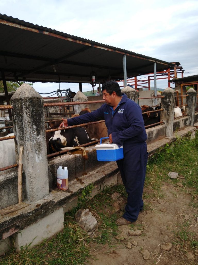 Refuerza la SAGyP acciones de la Campaña contra la rabia paralítica bovina