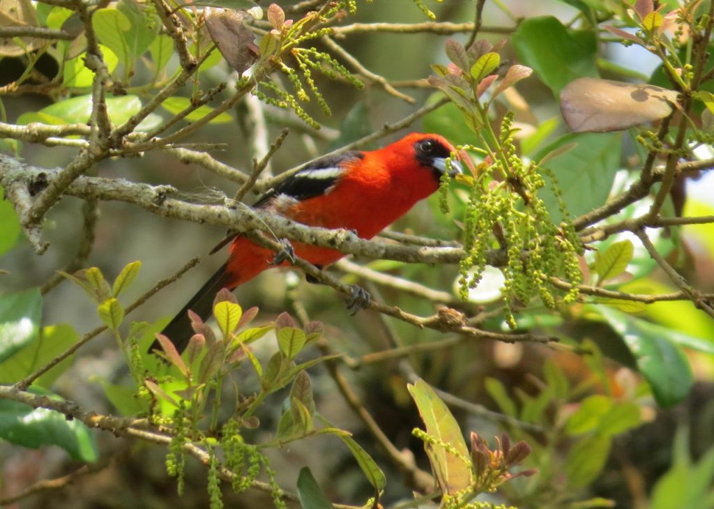 Deforestación provoca aceleración en la pérdida de flora y fauna natural de Tapachula 