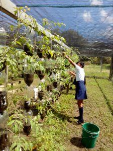 Desarrollan competencias en producción de alimentos en el Cecyte Chiapas