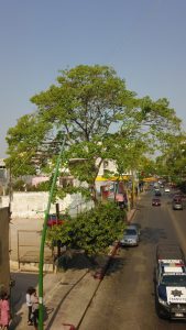 Intervención de los árboles de primavera de la Avenida Central para la reducción de riesgos