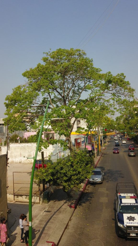Intervención de los árboles de primavera de la Avenida Central para la reducción de riesgos