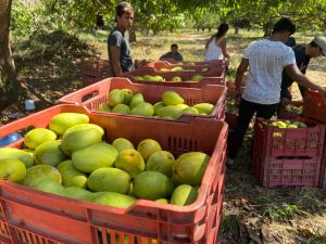 Productores exportan mango orgánico a Estados Unidos y Holanda 