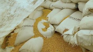 Miles de toneladas de maíz, propiedad de Segalmex, se pudren en Villaflores y lo comercializan en Guatemala