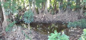 Reencauzamiento del río Cosalapa en Suchiate afecta laguna del Área Natural Protegida El Silencio 