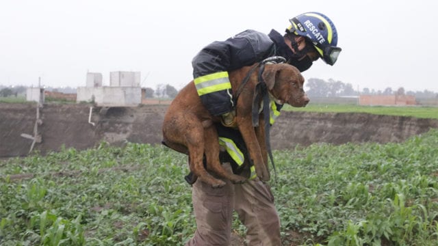 Rescatan a los dos perros que habían caído en socavón de Puebla