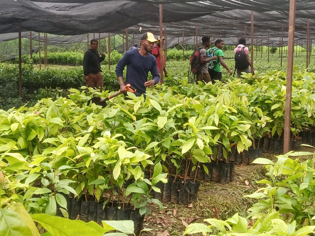 Sembrando Vida en Tapachula emplea a 270 migrantes en proceso de regularización 