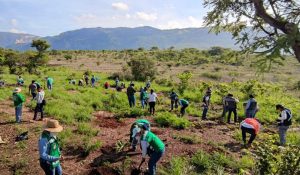 Ayuntamiento de Tuxtla continúa reforestando zonas afectadas del Parque Nacional Cañón del Sumidero