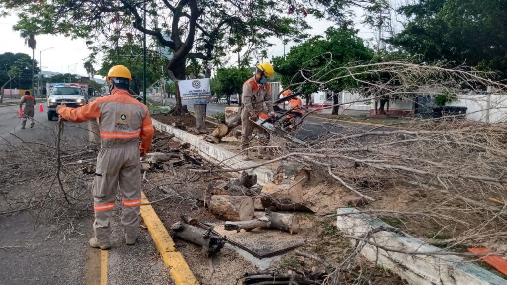 Ayuntamiento de Tuxtla ha realizado 231 derribos de árboles de forma responsable