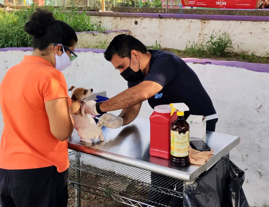Ayuntamiento invita a la jornada de vacunación antirrábica para perros y gatos en La Misión
