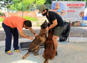 Convoca Ayuntamiento de Tuxtla a participar en la campaña de vacunación antirrábica 2021