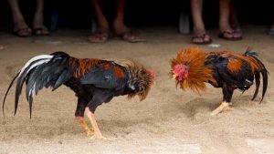 Desde Chiapas van por la defensa de los gallos