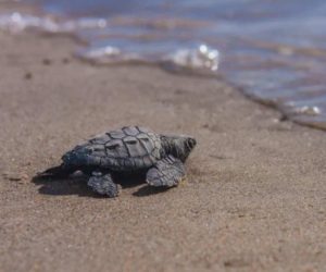 Inicia temporada de anidación de tortugas golfinas, pobladores se preparan para protegerlas