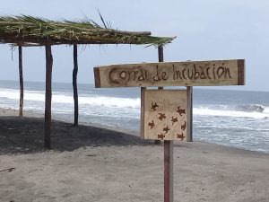 Inicia temporada de anidación de tortugas golfinas, pobladores se preparan para protegerlas