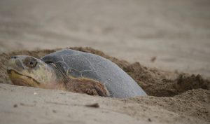 Inicia temporada de anidación de tortugas golfinas, pobladores se preparan para protegerlas