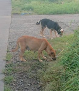 Reiteran petición de atención a control canino en Tapachula 