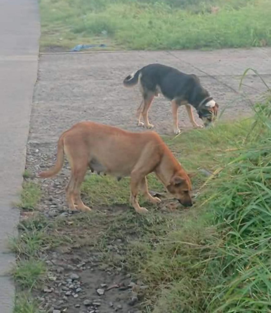 Reiteran petición de atención a control canino en Tapachula 