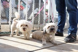 Anuncia Salud Municipal macro campaña de esterilización canina y felina para el Jobo y Copoya