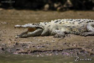 Aparecen cocodrilos y tortugas sobre Boulevard de Chiapa de Corzo