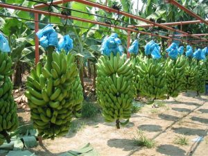 Baja la comercialización y precio del plátano en mercado nacional y de exportación por Covid-19 