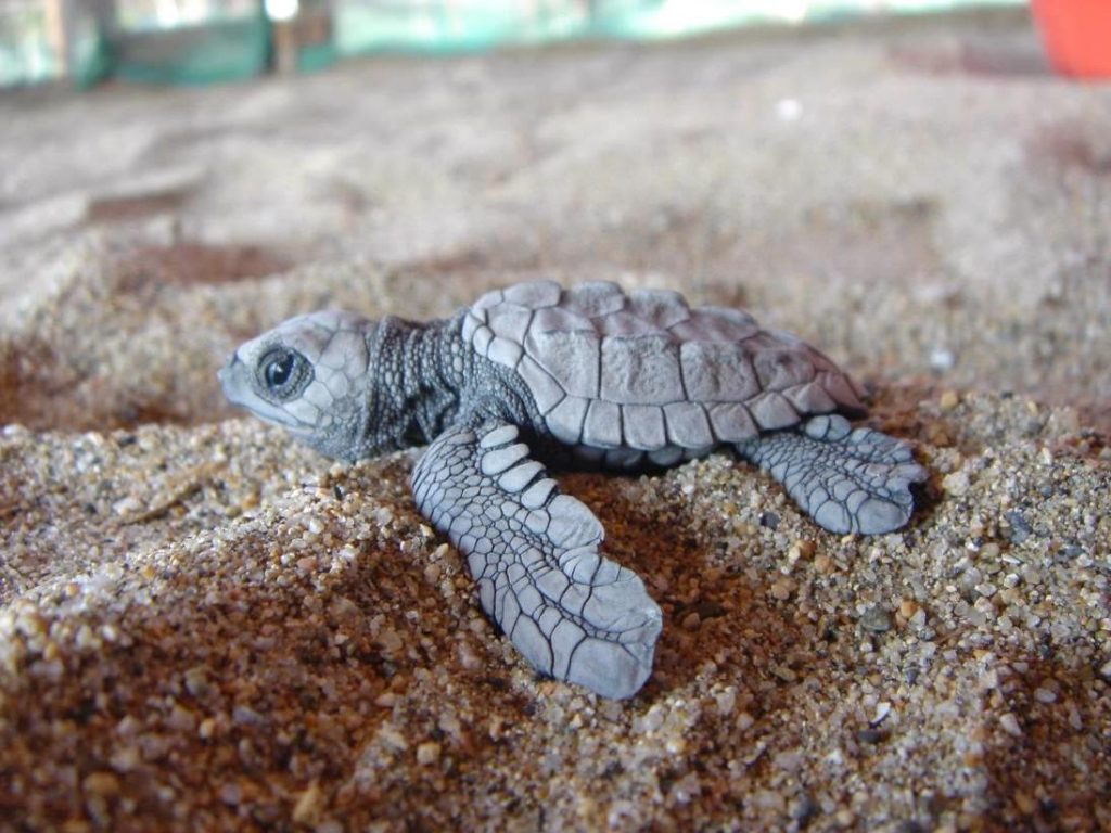 Conservación de la tortuga marina una actividad de alto riesgo