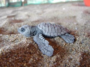 Conservación de la tortuga marina una actividad de alto riesgo
