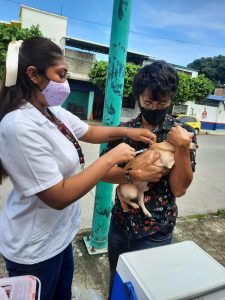 Continúa jornada antirrábica felina y canina en Tapachula