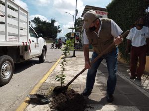 Ayuntamiento realiza acciones de reforestación en zona urbana de Tapachula