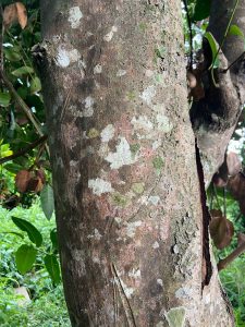 Productores exportan canela orgánica del Soconusco con destino a Francia 