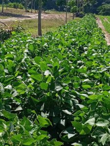 La cosecha de soya en el Soconusco fue baja por falta de lluvias y programas de apoyo 