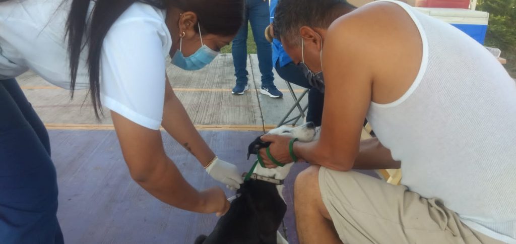 Continúa Jornada de Vacunación Antirrábica Canina y Felina en Tapachula