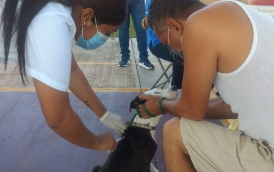 Continúa Jornada de Vacunación Antirrábica Canina y Felina en Tapachula