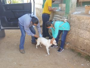 Culmina la primera Jornada de Vacunación Antirrábica en la zona alta de Tapachula