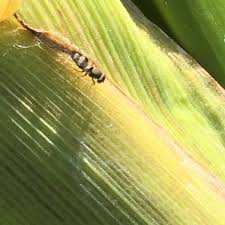nj