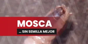 portada-web-mosca