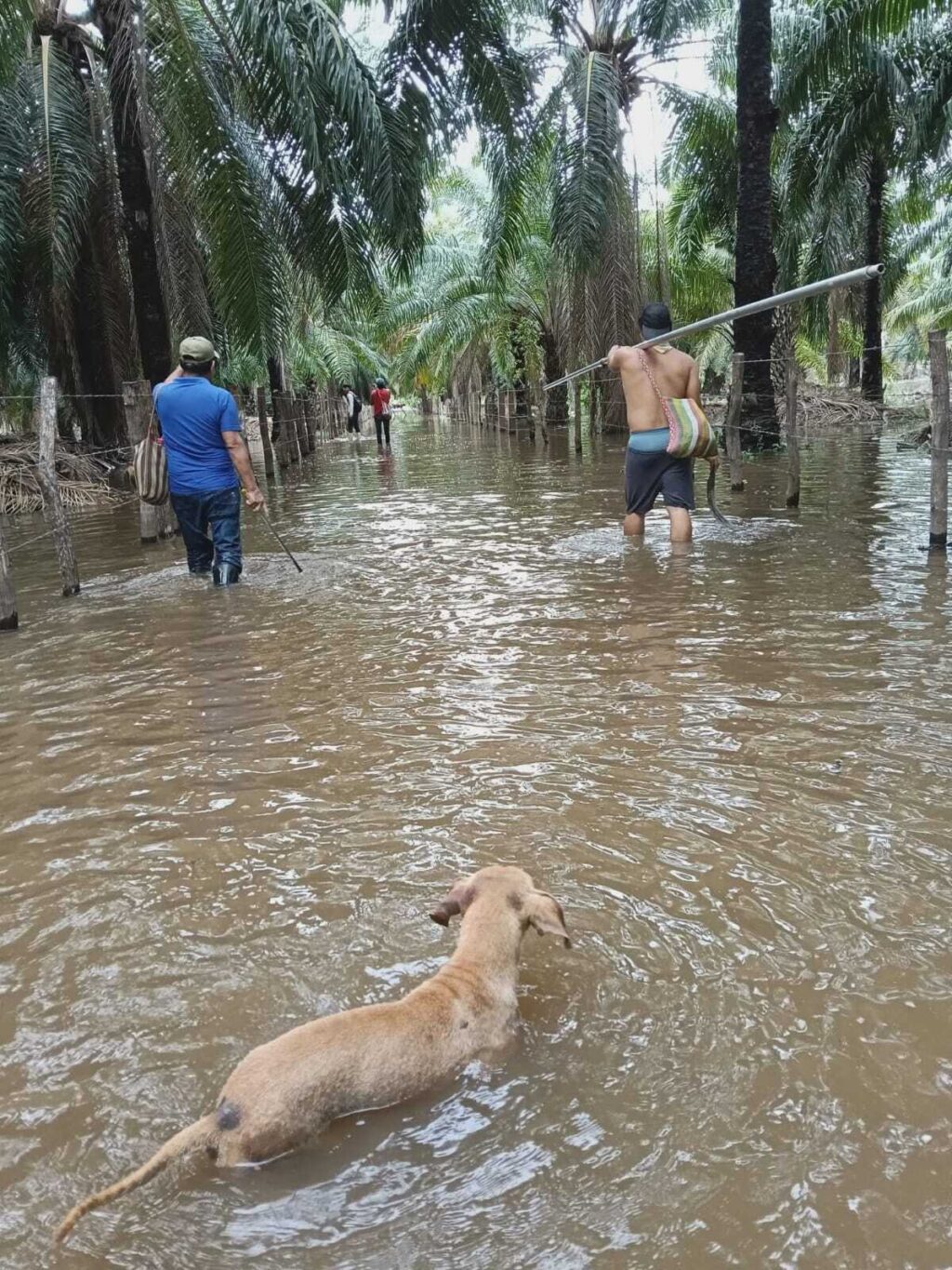 Plantaciones de Palma de Aceite inundadas superan las 40 hectáreas en la costa de Chiapas 2