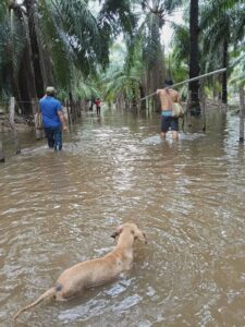 Plantaciones de Palma de Aceite inundadas superan las 40 hectáreas en la costa de Chiapas 2