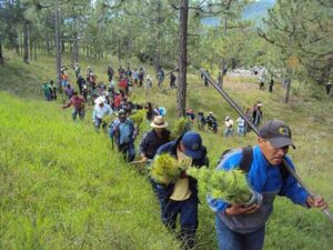 REFORESTACION