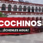 COCHINOS