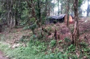 Invasores-de-terrenos-dedicados-al-cultivo-de-café-afectan-actividad-productiva-en-el-Soconusco