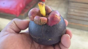 aa