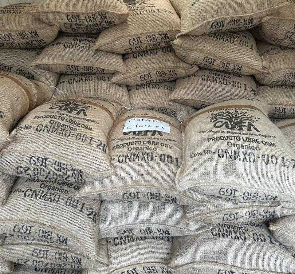 Cacao-fino-del-Soconusco-con-tratamiento-especial-es-enviado-a-Bélgica