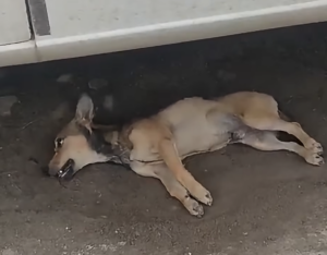 Denuncian-envenenamiento-de-ma¦us-de-25-perros1